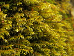 Racomitrium lawtonae