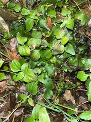 Calyptocarpus vialis