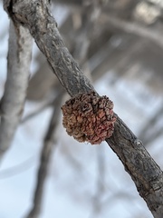 Aceria parapopuli