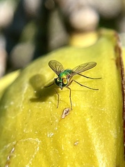 Chrysosoma globiferum