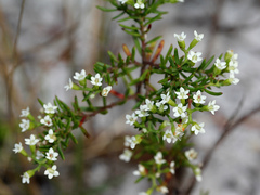 Platysace ericoides