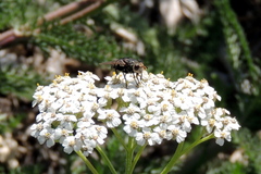 Paradejeania rutilioides