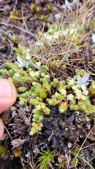 Kelleria paludosa