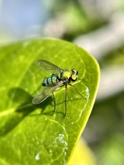 Chrysosoma globiferum