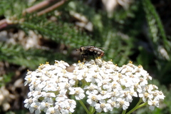 Paradejeania rutilioides