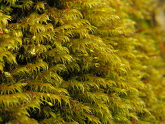 Racomitrium lawtonae