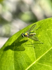 Chrysosoma globiferum