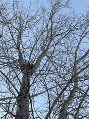 Aceria parapopuli