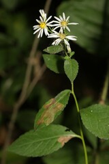 Eurybia furcata