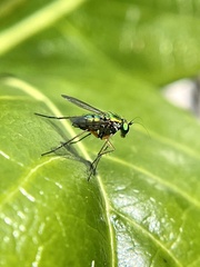 Chrysosoma globiferum