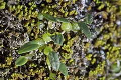 Bulbophyllum pygmaeum