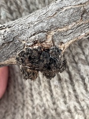 Aceria parapopuli