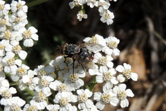 Paradejeania rutilioides