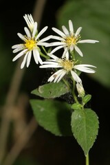 Eurybia furcata