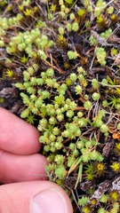 Kelleria paludosa