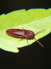 Eucnemidae