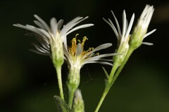 Eurybia furcata