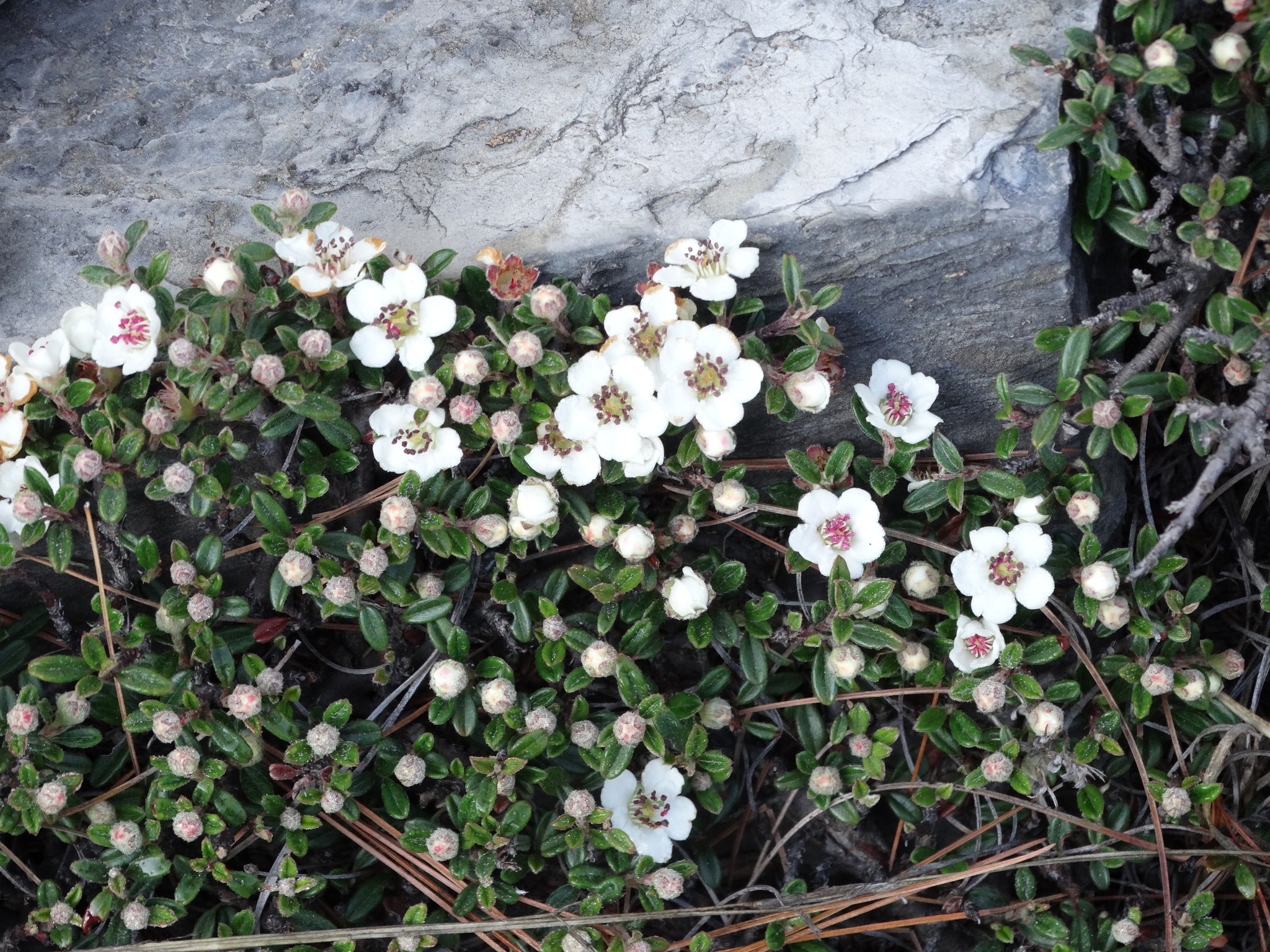 Cotoneaster microphyllus