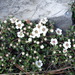 Cotoneaster microphyllus - Photo (c) Rebeca Hill,  זכויות יוצרים חלקיות (CC BY-NC), uploaded by Rebeca Hill