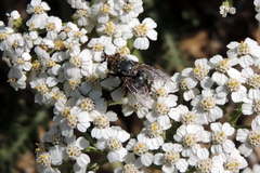 Paradejeania rutilioides