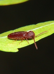 Eucnemidae