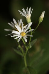 Eurybia furcata