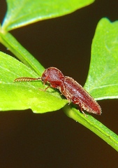 Eucnemidae