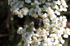 Paradejeania rutilioides