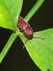 Eucnemidae