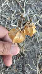 Physalis nicandroides