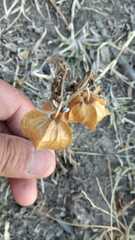 Physalis nicandroides