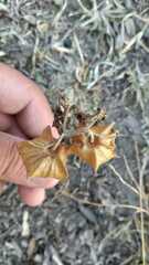 Physalis nicandroides