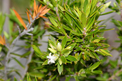 Styphelia leptospermoides