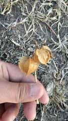 Physalis nicandroides