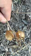 Physalis nicandroides