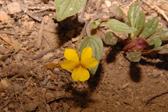 Viola purpurea integrifolia