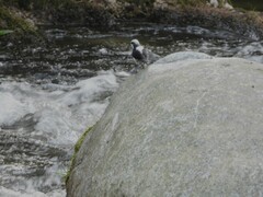 Cinclus leucocephalus
