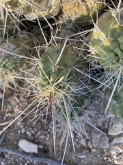 Echinocereus enneacanthus enneacanthus