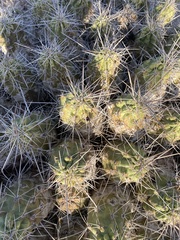 Echinocereus enneacanthus enneacanthus