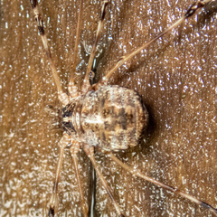 Leptobunus