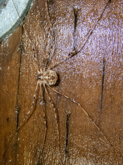 Leptobunus