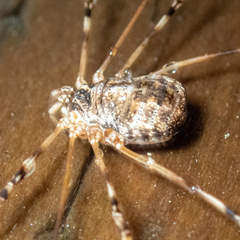 Leptobunus