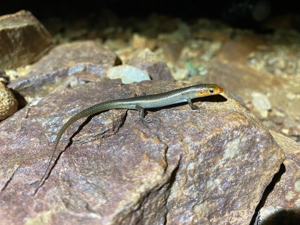 Proablepharus Soil-crevice Skinks