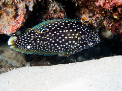 Calloplesiops altivelis