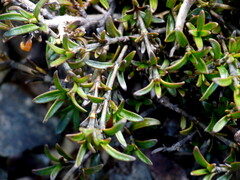 Coprosma cheesemanii