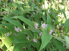 Tricyrtis hirta