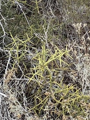 Koeberlinia spinosa