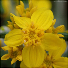Eriophyllum confertiflorum