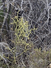 Koeberlinia spinosa
