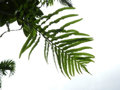 Serpocaulon attenuatum